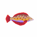 Baited Vibrant Carangi Spot